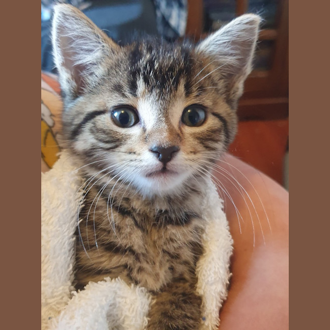 Photo of Marshmallow