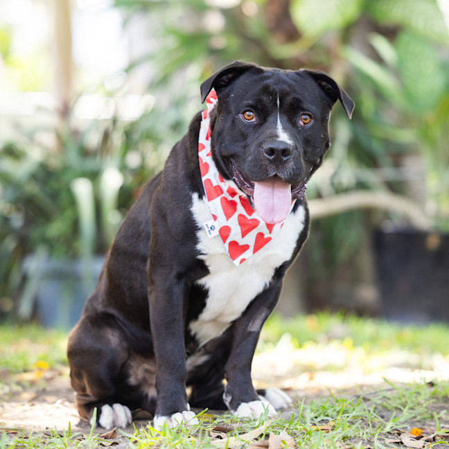 Photo of Buster