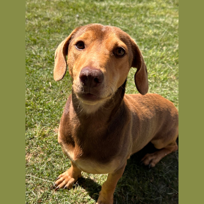 Photo of Toozey