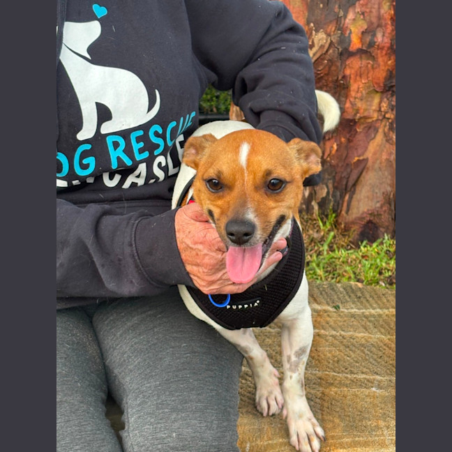 Photo of Trooper   5 Year Old Jack Russell 