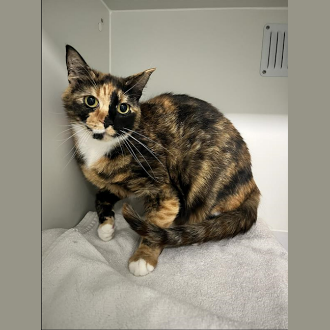 Photo of Caramel