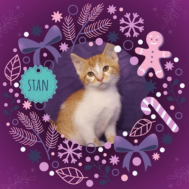 Photo of Stan