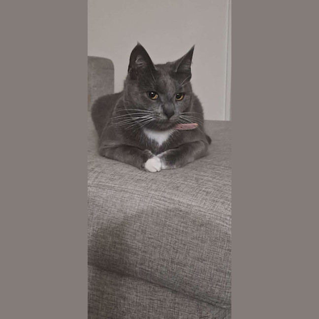 Photo of Gigi