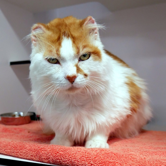 Photo of Ginger Rsua014051