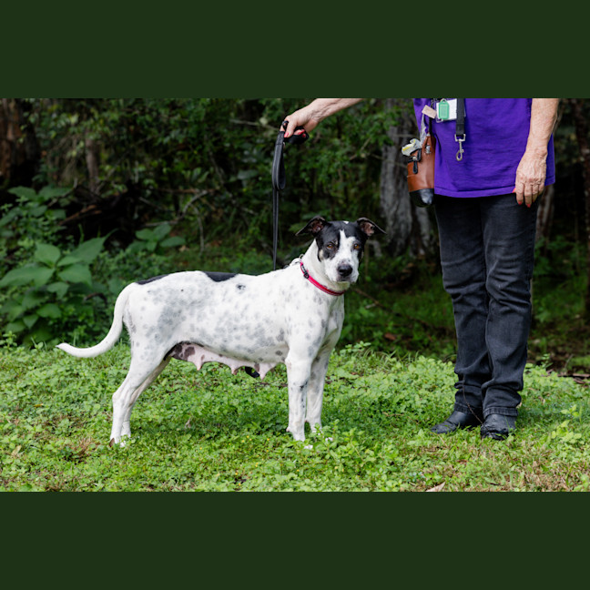Photo of Patches