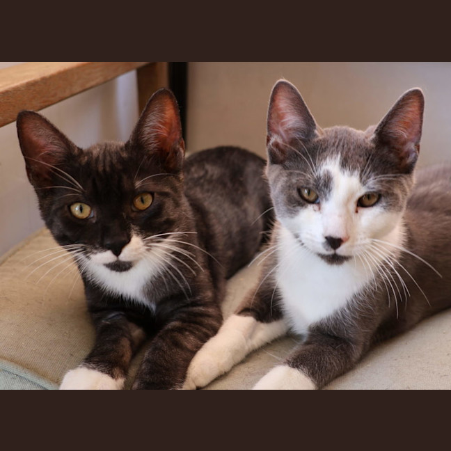 Photo of Friday  & Jackson  Now At Pet Quarters Broadmeadow