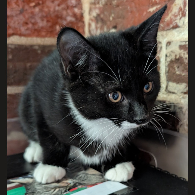 Photo of Buster