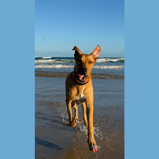 Photo of Brittany *$250 Adoption Fee*