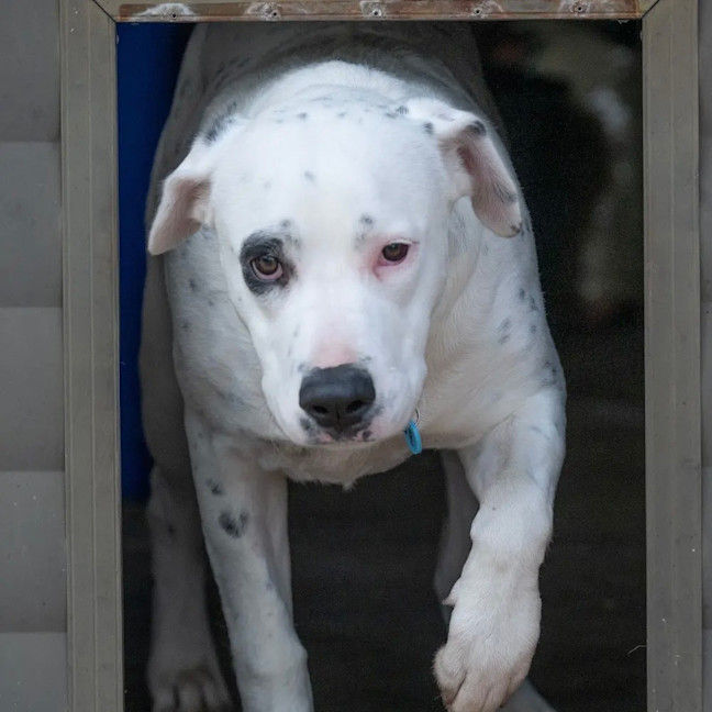 Photo of Domino