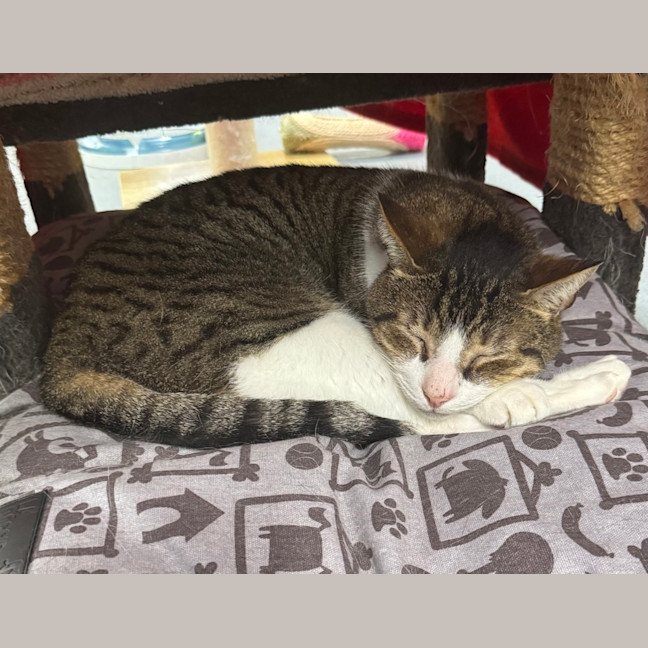 Photo of Reggie