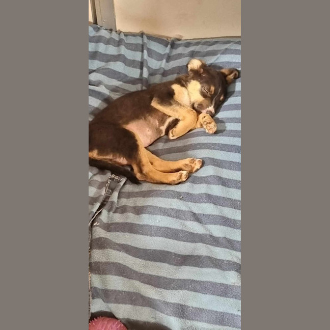 Photo of Gypsy