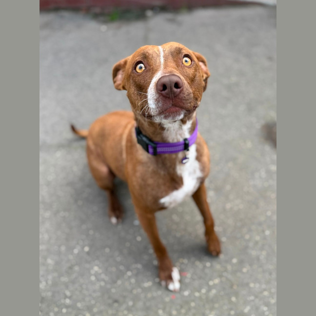 Photo of Pumpkin