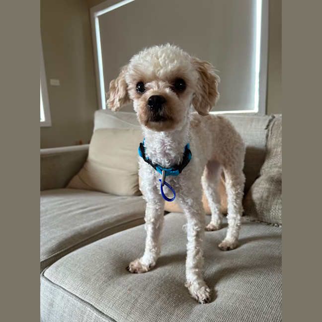 Photo of Cruiser   1 Year Old Cavoodle X