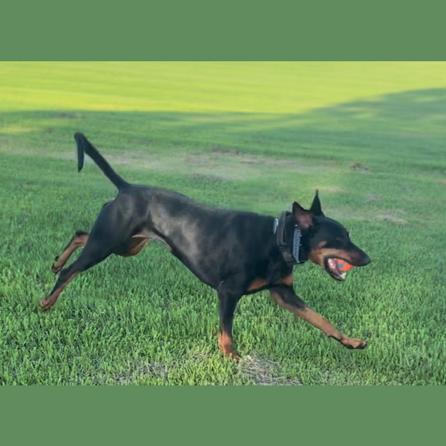 Photo of Ms Z Von Dobermann