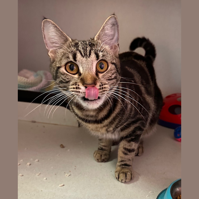 Photo of Tiger Lilly