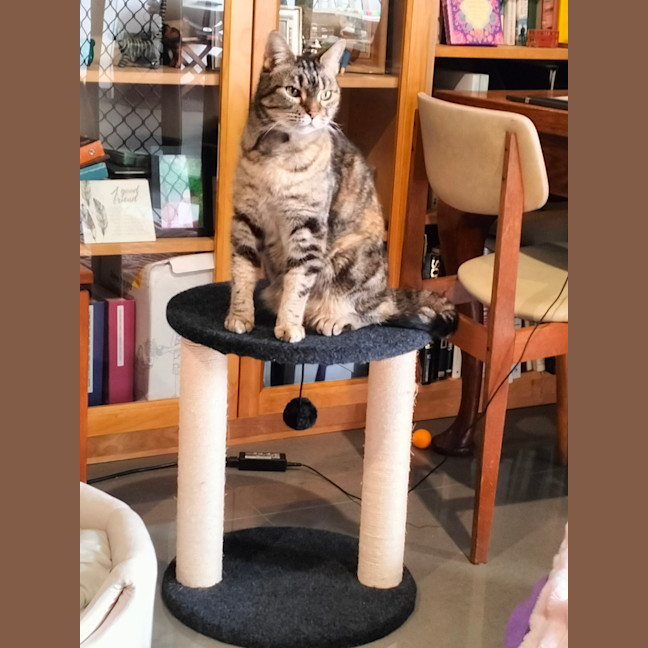 Photo of Bonnie