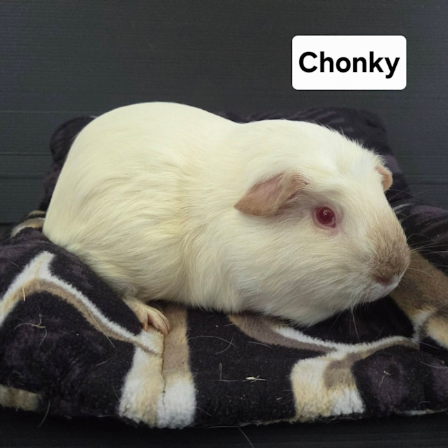 Photo of Chonky
