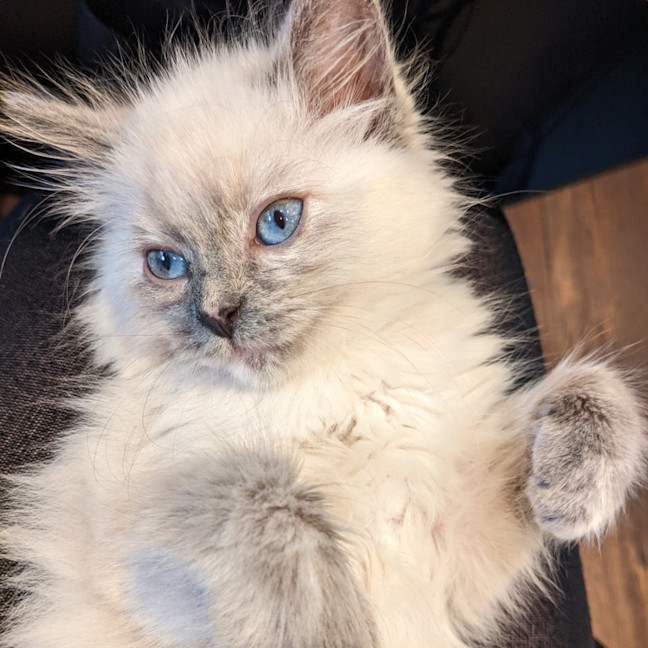 Photo of Tumble
