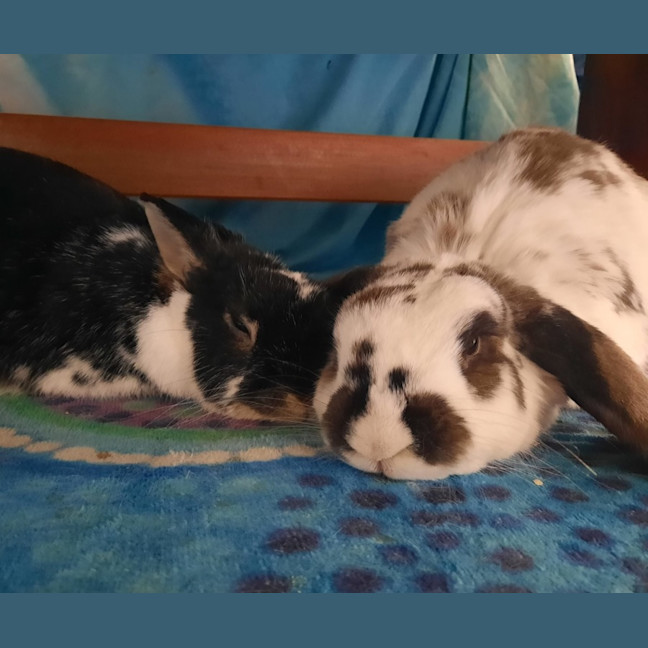 Photo of Bella (With Cj Charlie)
