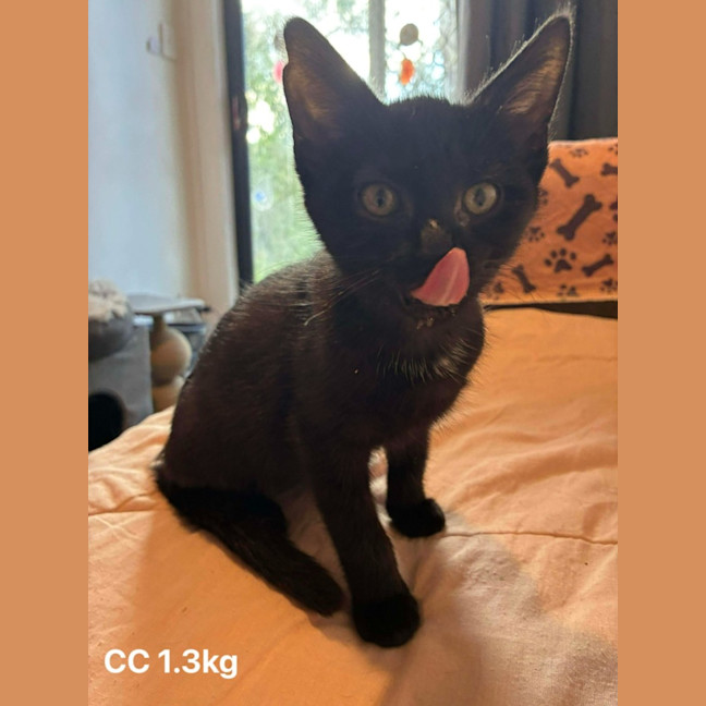 Photo of Cc