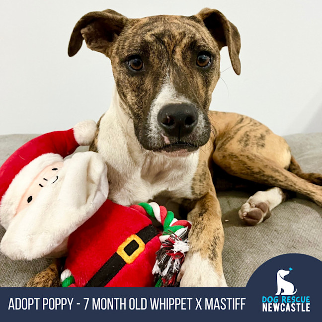 Photo of Poppy   8 Month Old Whippet X Mastiff (Trial)