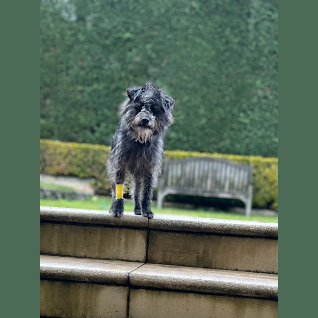 Photo of Jack (Aka Jack Sparrow)