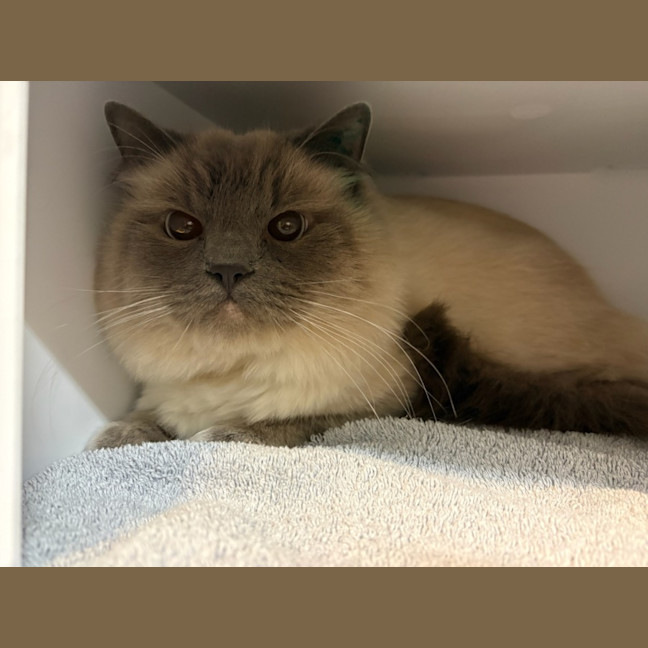 Photo of Smokey 