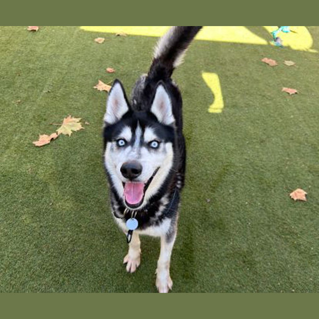 Photo of Axel