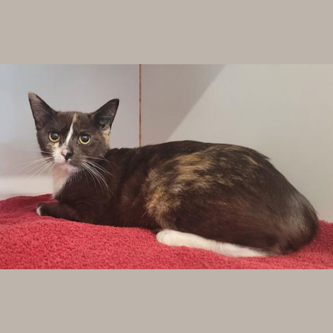 Photo of Bubblegum