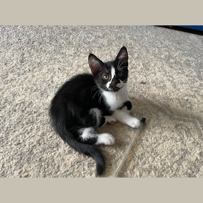 Photo of Dakota