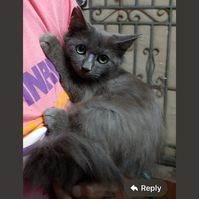 Photo of Mister