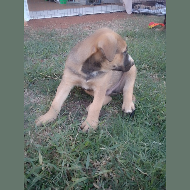 Photo of Joe Goldberg