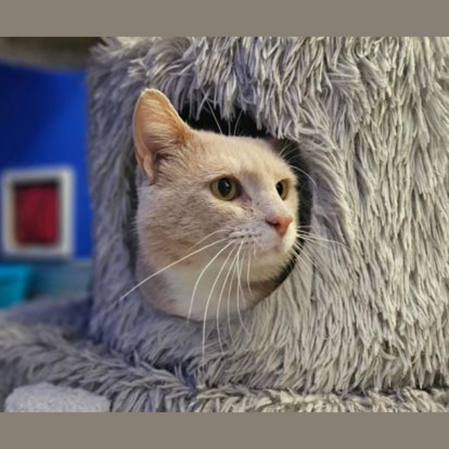 Photo of Barley