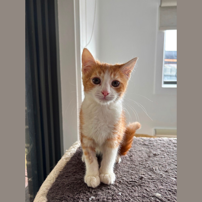 Photo of Bon Bon Meet Me@Petstock Hastings Store 