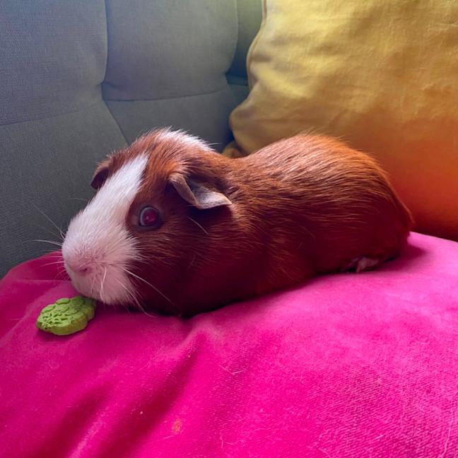 Photo of Buddy