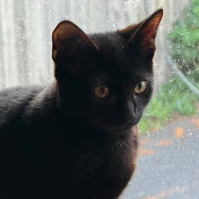 Photo of Sprout   In Foster Care In Brunswick East