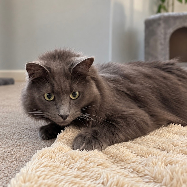 Photo of Nala (Assisted Rehome)