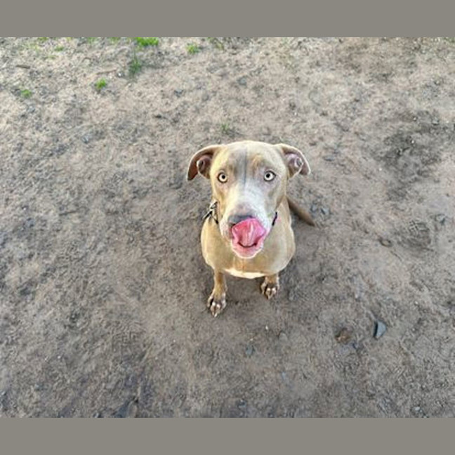 Photo of Bluebell