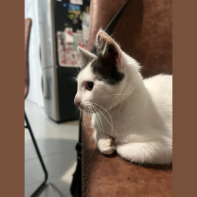 Photo of Misty 