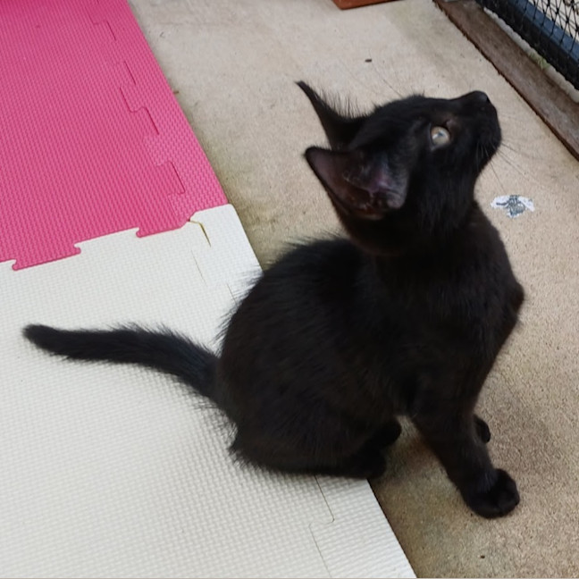 Photo of Batman 