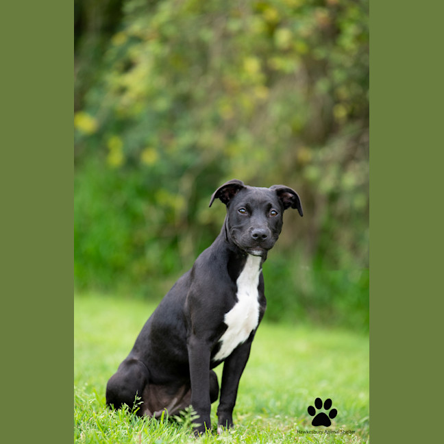 Photo of Sapphire
