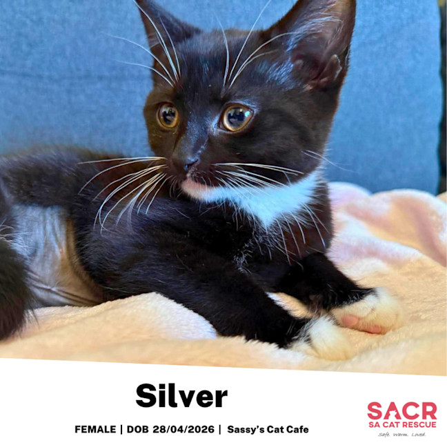 Photo of Silver