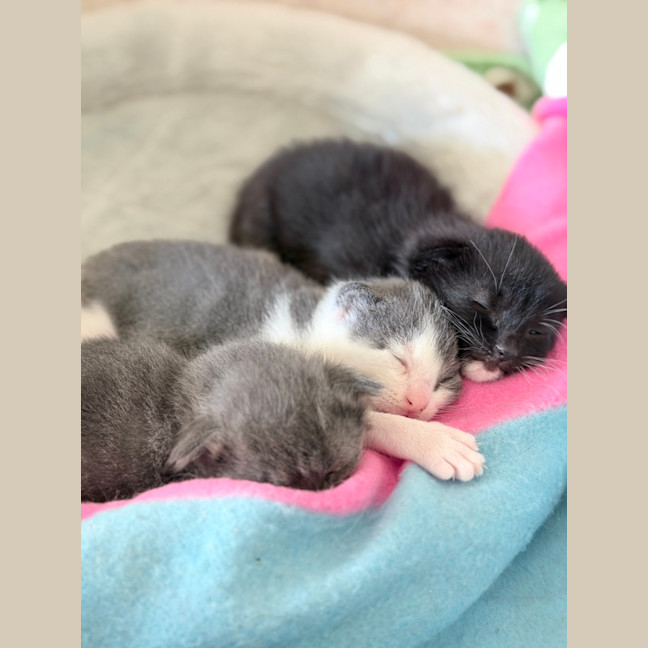 Photo of Popcorn Or "Poppy"