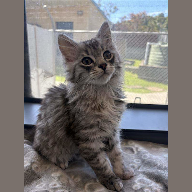 Photo of Milo