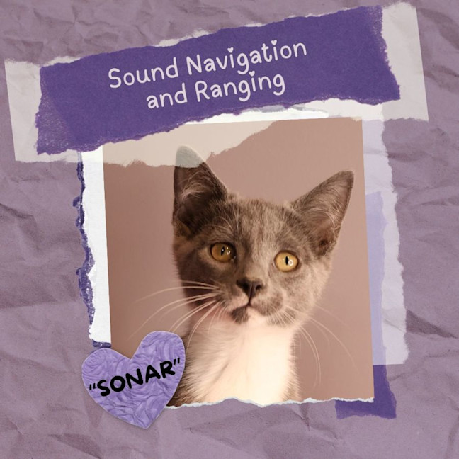 Photo of S.O.N.A.R.