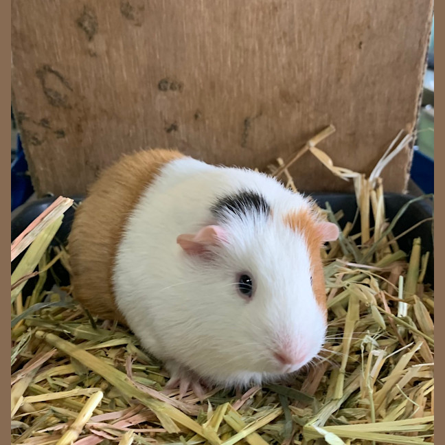Photo of Skye