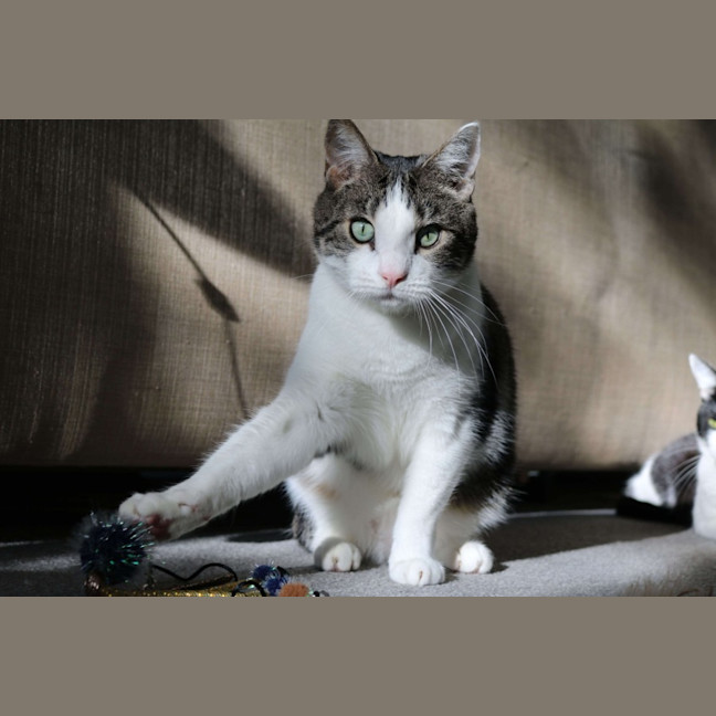 Photo of Turtle & Sylvester 