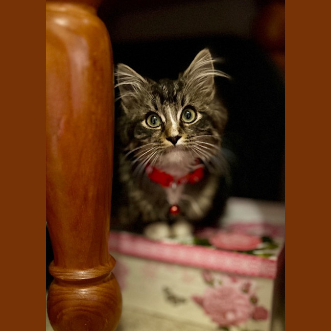 Photo of Koda Sim