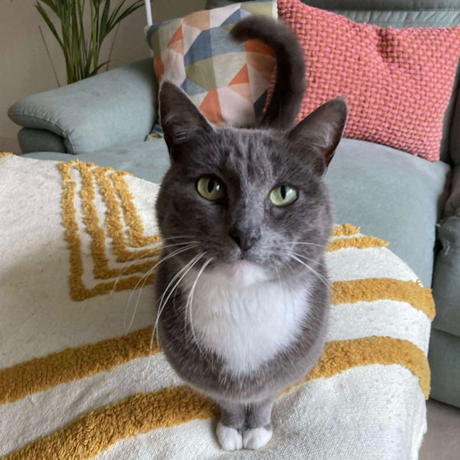 Photo of 🎀🪿Goose🪿🎀