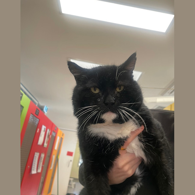 Photo of Captain Jack Sparrow 